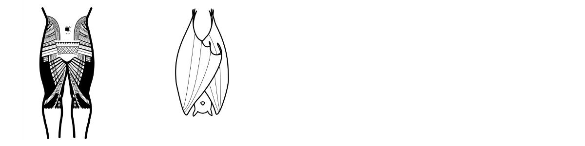 The pe'a tattoo recalls a resting flying fox